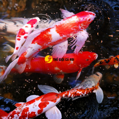 Lựa chọn Cám Cá Koi Akasumi Color Enhancer tại Thế Giới Cá Koi