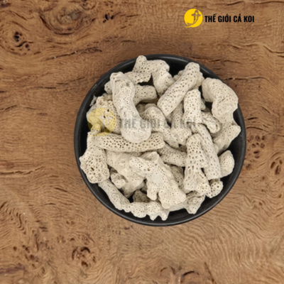 San hô có 4 phân loại phổ biến