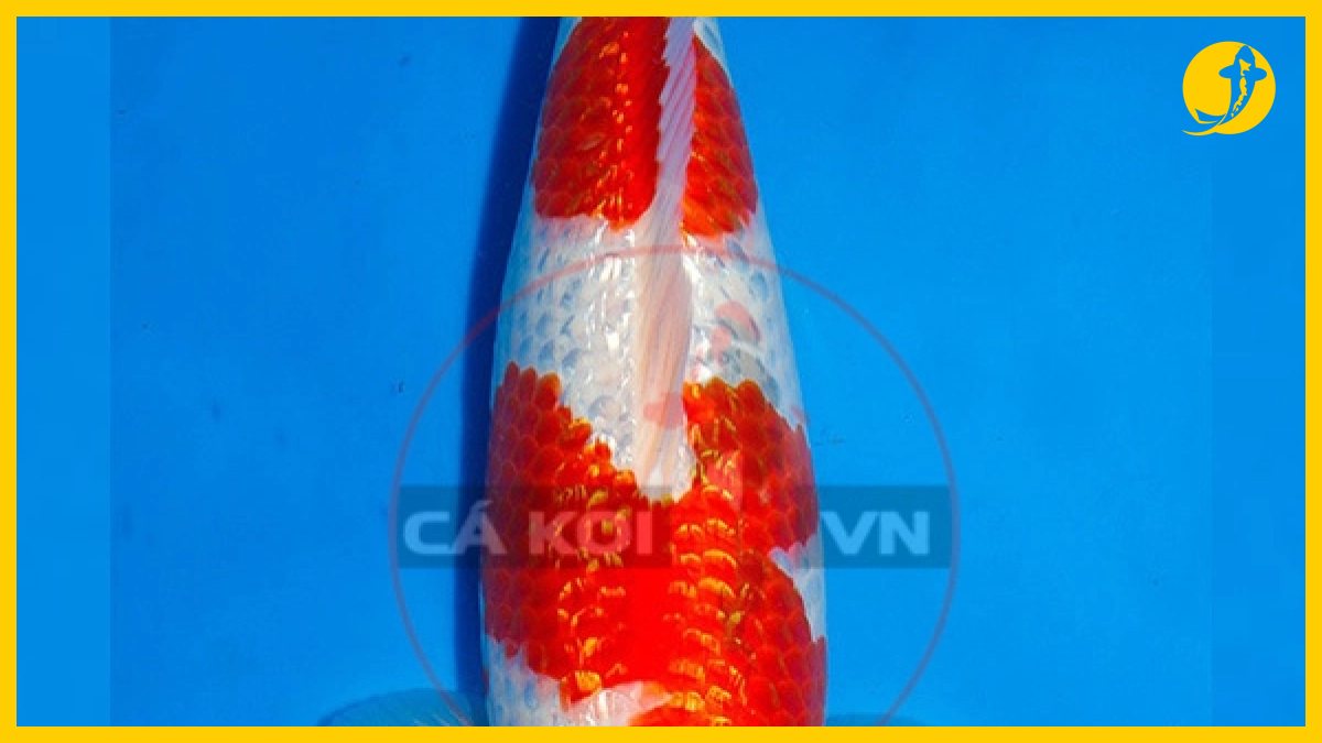 Bảng giá bán cá koi nhật f1 chất lượng cao Bảng giá bán cá koi nhật f1 chất lượng cao