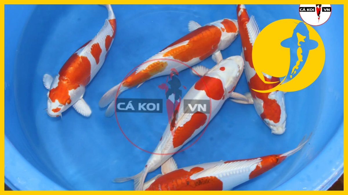 Bảng giá cá koi giống nhật bản Bảng giá cá koi giống nhật bản