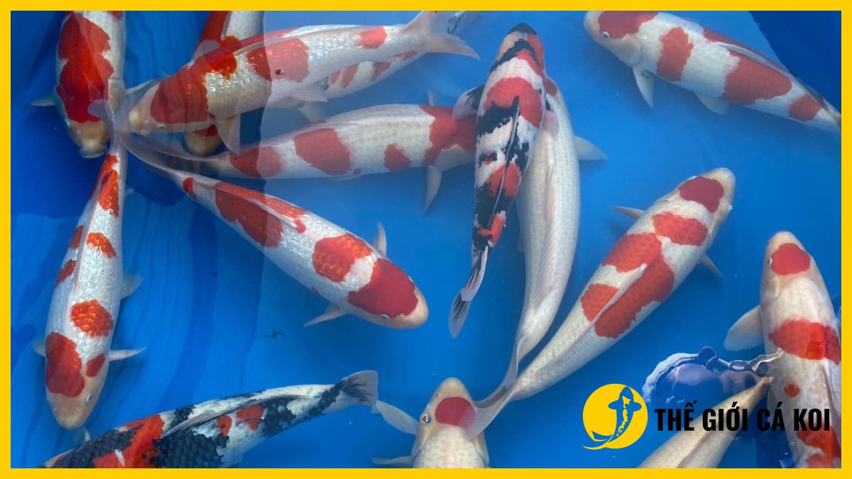 Cá koi nhật được chọn lọc tại trại Cá koi nhật được chọn lọc tại trại