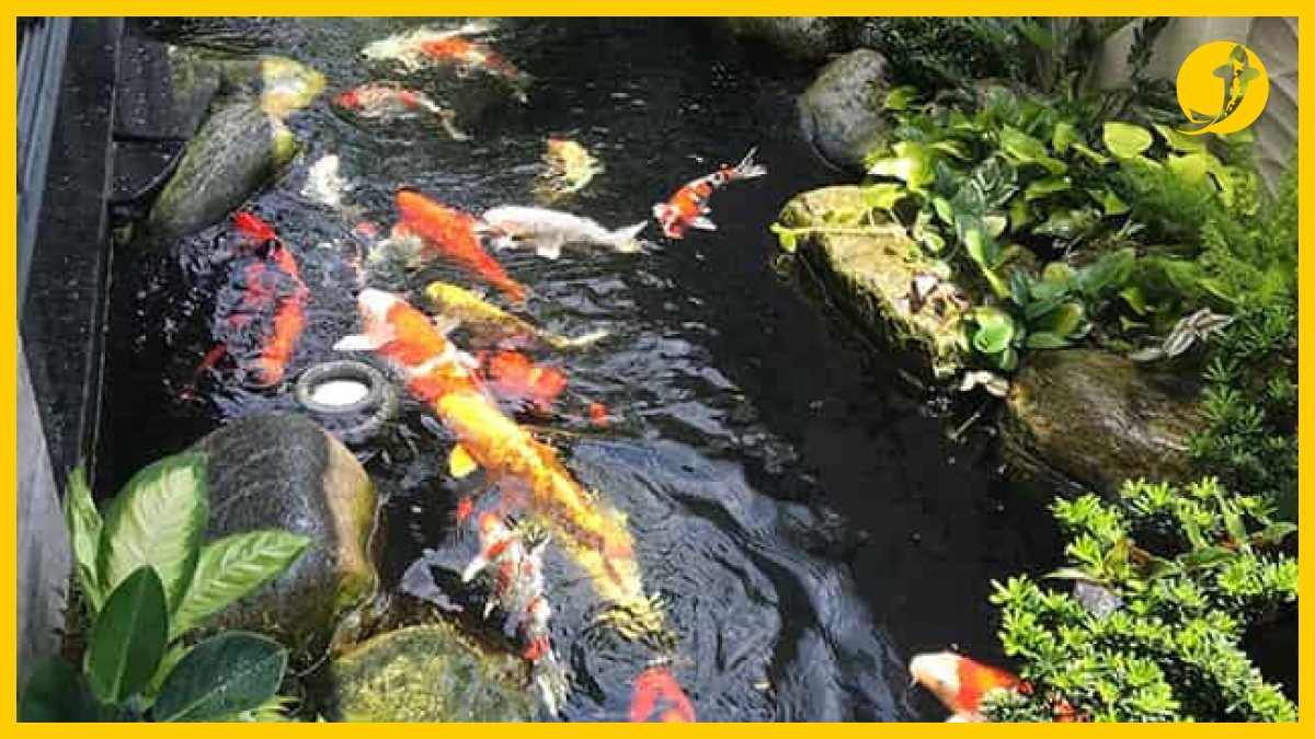 Cá koi nhật f1 chất lượng cao bơi trong hồ Cá koi nhật f1 chất lượng cao bơi trong hồ