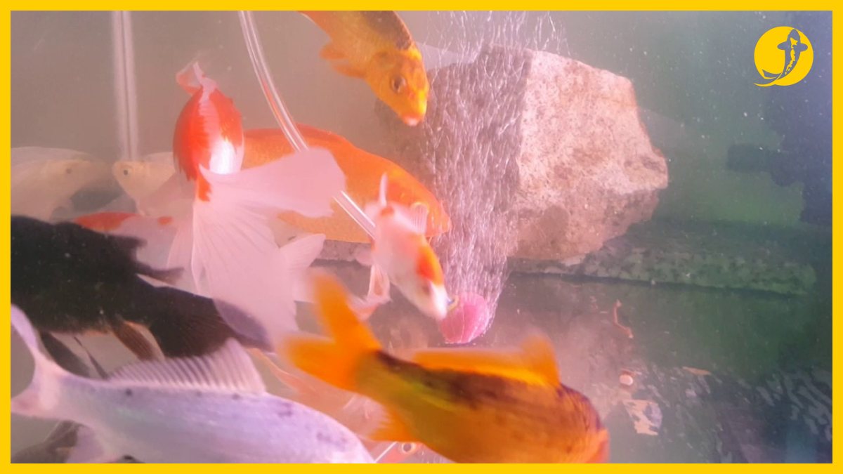 Cá koi Nhật F1 chất lượng tại địa chỉ bán cá koi đẹp tại TPHCM