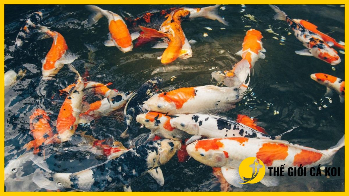 Các kích thước cá koi nhật khác nhau Các kích thước cá koi nhật khác nhau