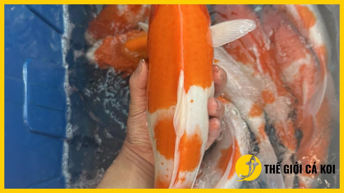 Cửa hàng cá koi nhật uy tín Cửa hàng cá koi nhật uy tín