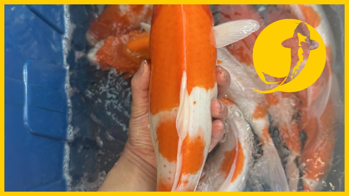 Cửa hàng chuyên cá koi giống nhật bản Cửa hàng chuyên cá koi giống nhật bản