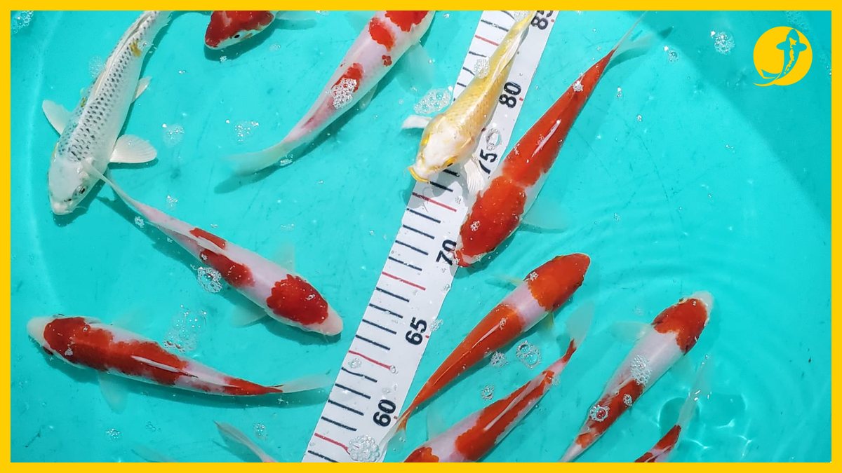 Khách hàng mua cá koi nhật f1 chất lượng cao Khách hàng mua cá koi nhật f1 chất lượng cao