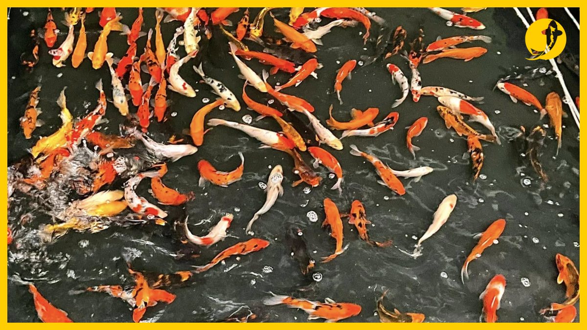 Kiểm tra cá koi nhật f1 chất lượng cao trước khi mua Kiểm tra cá koi nhật f1 chất lượng cao trước khi mua