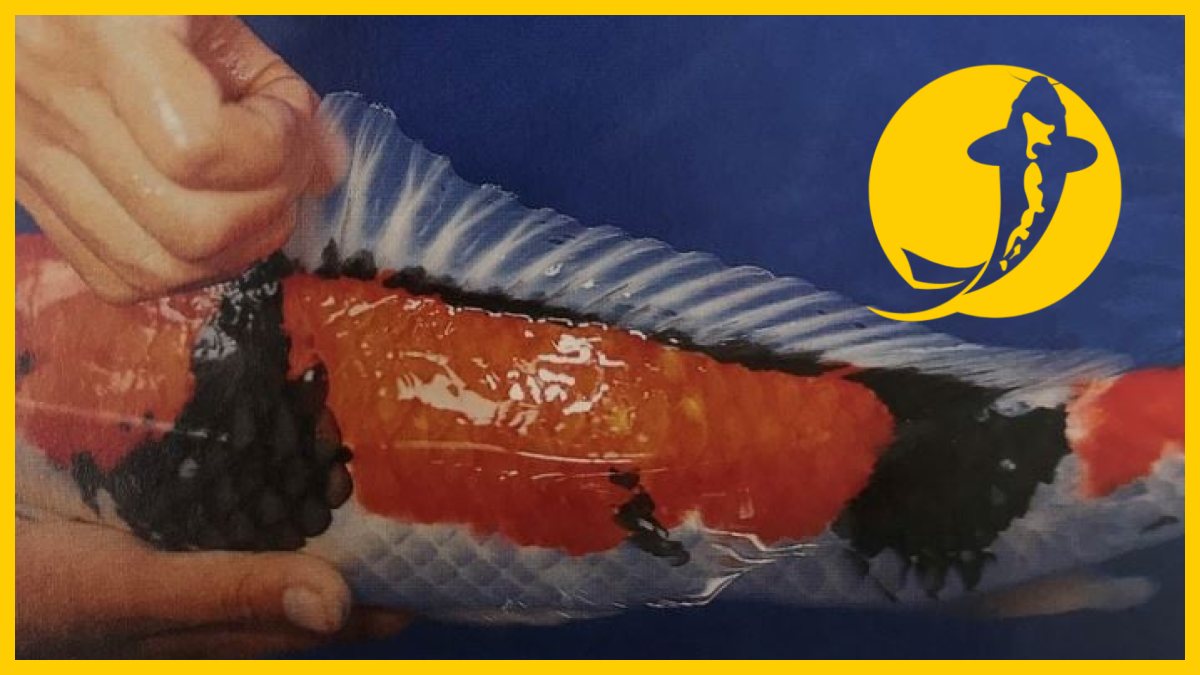 Kiểm tra vảy và thân cá koi nhật bản Kiểm tra vảy và thân cá koi nhật bản