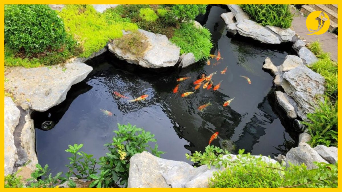 Thiết kế hồ cá koi ngoài trời đẹp nhất phong cách hiện đại Thiết kế hồ cá koi ngoài trời đẹp nhất phong cách hiện đại