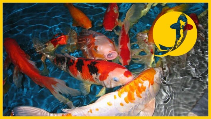 Cá koi giống nhật bản bơi trong hồ