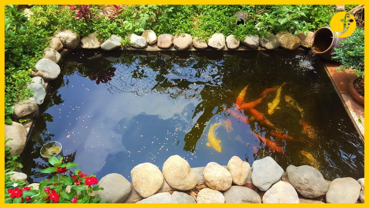 Hồ cá koi hoàn thiện và thả cá