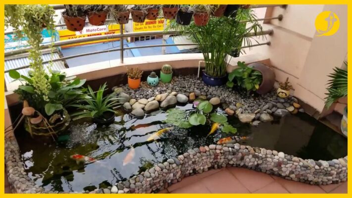Hồ cá koi mini đặt ban công nhà nhỏ