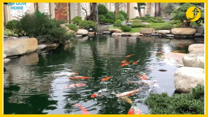 Hồ cá koi tiêu chuẩn với kích thước phù hợp cho gia đình