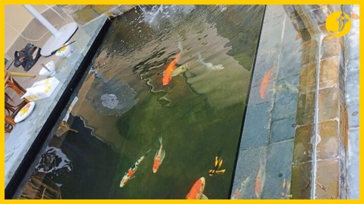 Hồ cá koi xi măng đang được xây dựng